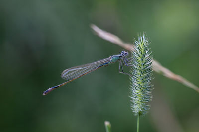 Close-up of damselfly on plant