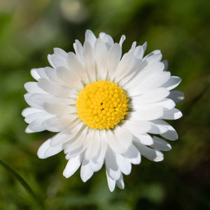 Close-up of white daisy flower