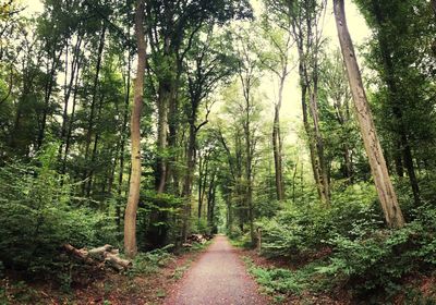 Footpath passing through forest