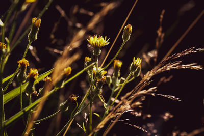 Close-up of crops growing on field