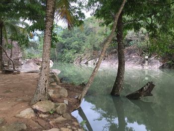 Reflection of trees in lake