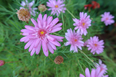 Close-up of pink flowering plants