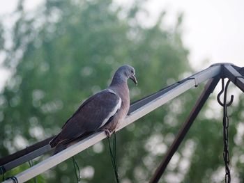 Close-up of bird perching on railing