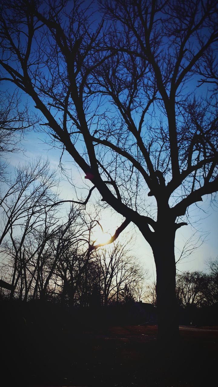 silhouette, tree, bare tree, branch, tranquility, sky, sunset, nature, tranquil scene, scenics, low angle view, beauty in nature, tree trunk, dark, growth, dusk, no people, outdoors, sunlight, idyllic