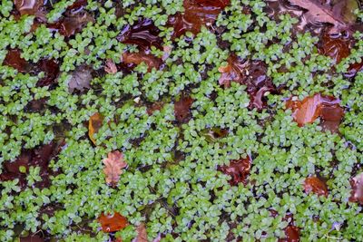 Close-up of ivy growing on moss