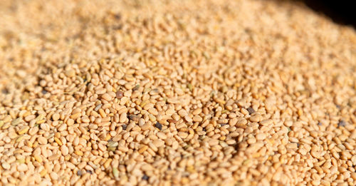 Close-up of wheat growing in farm