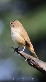 Close-up of bird perching outdoors