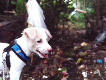 White dog looking away