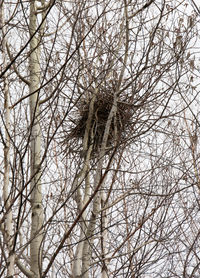 Low angle view of bare trees in winter