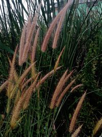 Close-up of plant growing on field