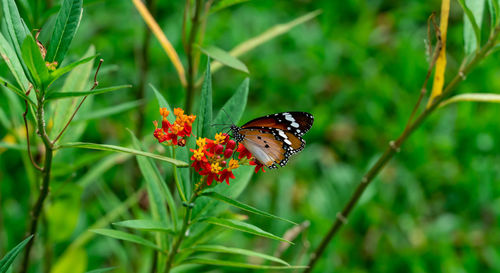 Close-up of butterfly pollinating on flower