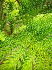 Close-up of fern leaves