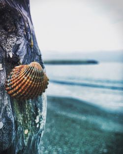 Close-up of seashell on beach