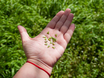 Close-up of hand holding leaves