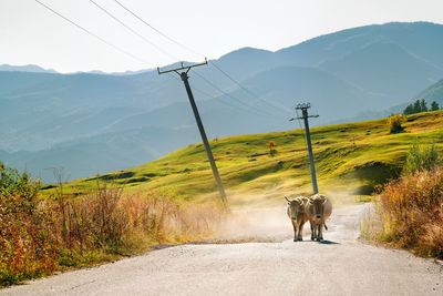 Two cows walking on mountain road