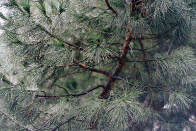 Close-up of pine tree branch