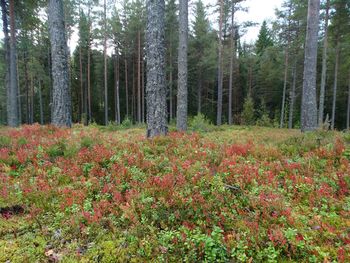 Trees in forest during autumn