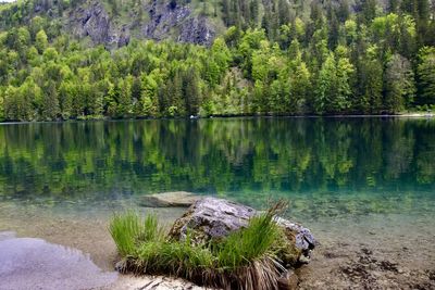 Scenic view of lake in forest