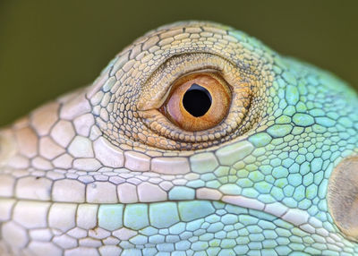 Iguana Reptile