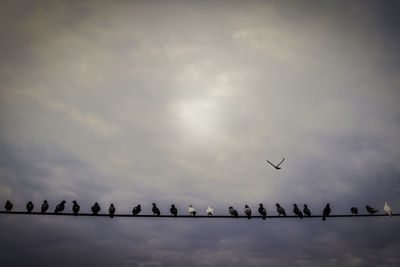 Low angle view of birds flying in sky