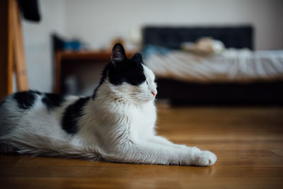 Cat sitting on hardwood floor