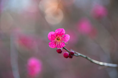 Close-up of pink flowering plant