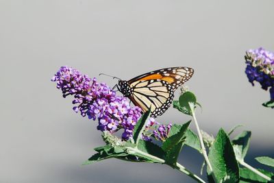 Close-up of butterfly pollinating on purple flower