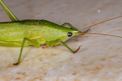 Close-up of insect