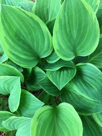 Beautiful, bright hosta plant leaves