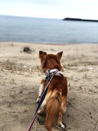 Dog on the beach