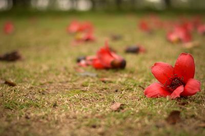 Close-up of red flowers on field