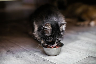 Close-up of cat eating