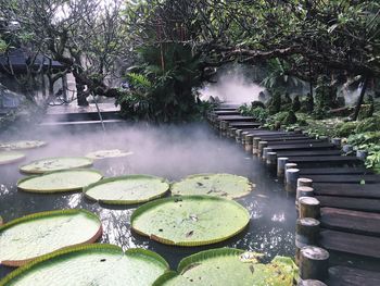 High angle view of lily pods in hot spring