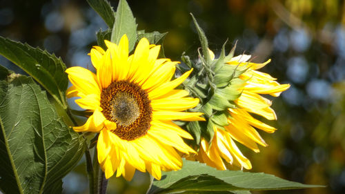 Close-up of sunflower