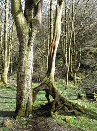 Bare trees in forest