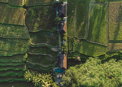 Aerial view of cultivated land 