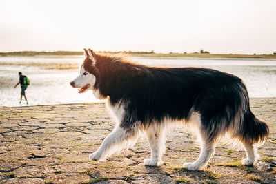 View of a dog on the beach