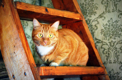 Portrait of ginger cat on wood