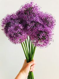 Close-up of hand holding purple flower against white background