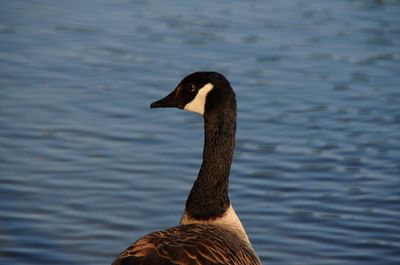 Close-up of duck swimming in lake