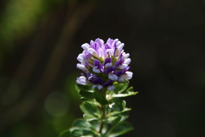 Close-up of purple flowering plant