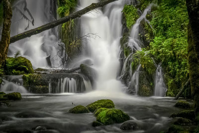 Scenic view of waterfall in forest