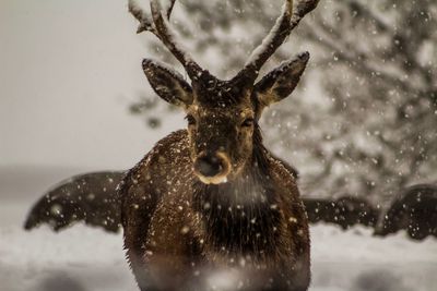 Portrait of deer in snow