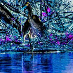 Close-up of birds in water