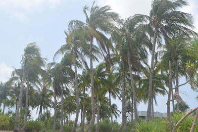 Low angle view of palm trees against sky