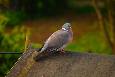 Close-up of bird perching on retaining wall