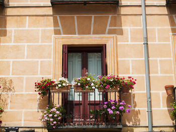 Low angle view of potted plant on window of house