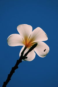 Close-up of white flowers blooming against blue sky