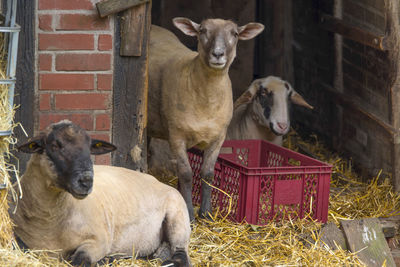 Sheep standing in front of wall