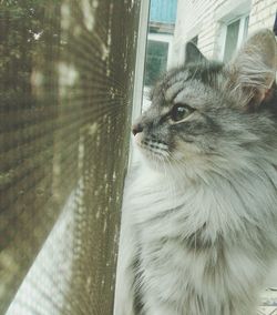 Portrait of cat on window